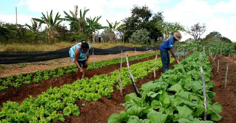 Agricultor familiar pode ter direito ao auxílio emergencial na pandemia   