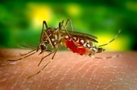 Passam de mil os casos de Dengue em Ubá neste ano   