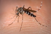 Ubá tem 184 casos confirmados de Dengue em 2020